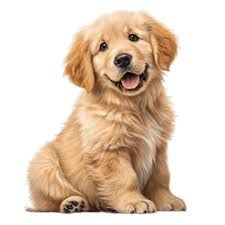 2 DE JUNIO DIA NACIONAL DEL PERRO